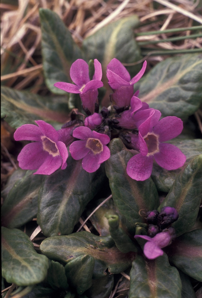 Pribilof wildflowers, Primula