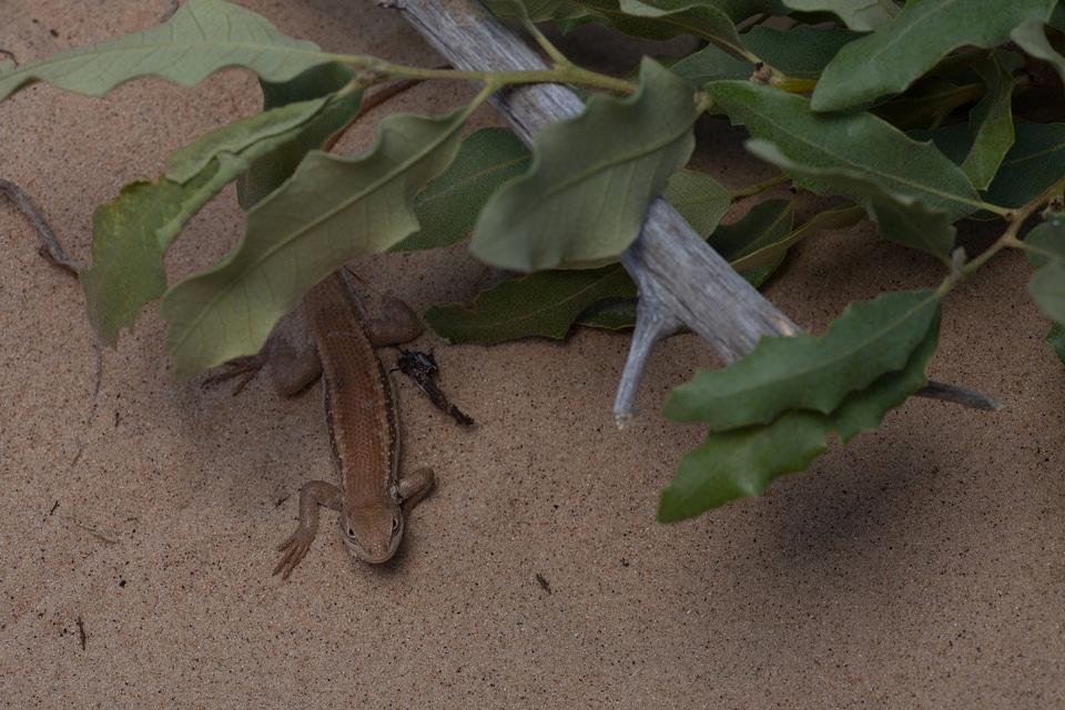 Dunes sagebrush Lizard