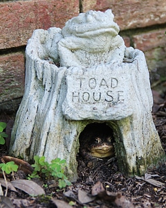 Garden frog amphibian photo