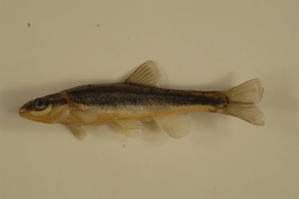 Chrosomus cumberlandensis