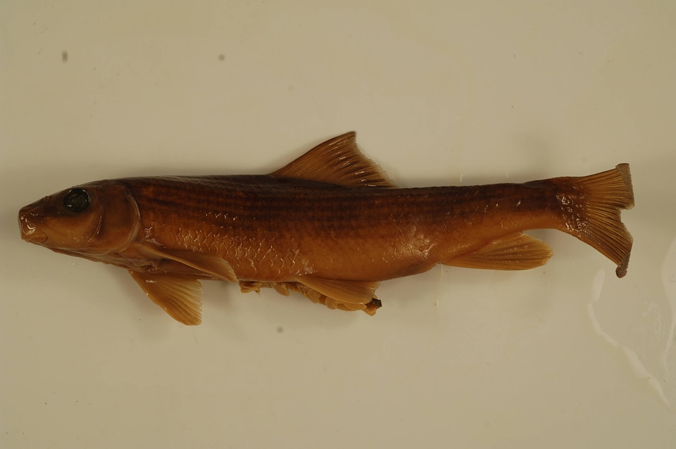 Moxostoma lachneri