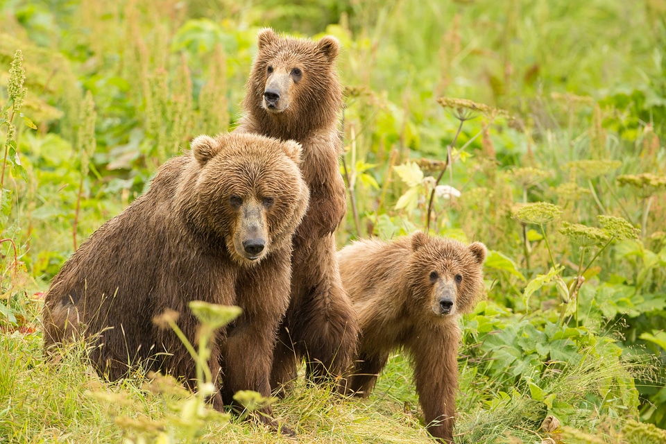 Kodiak brown bear with cubs