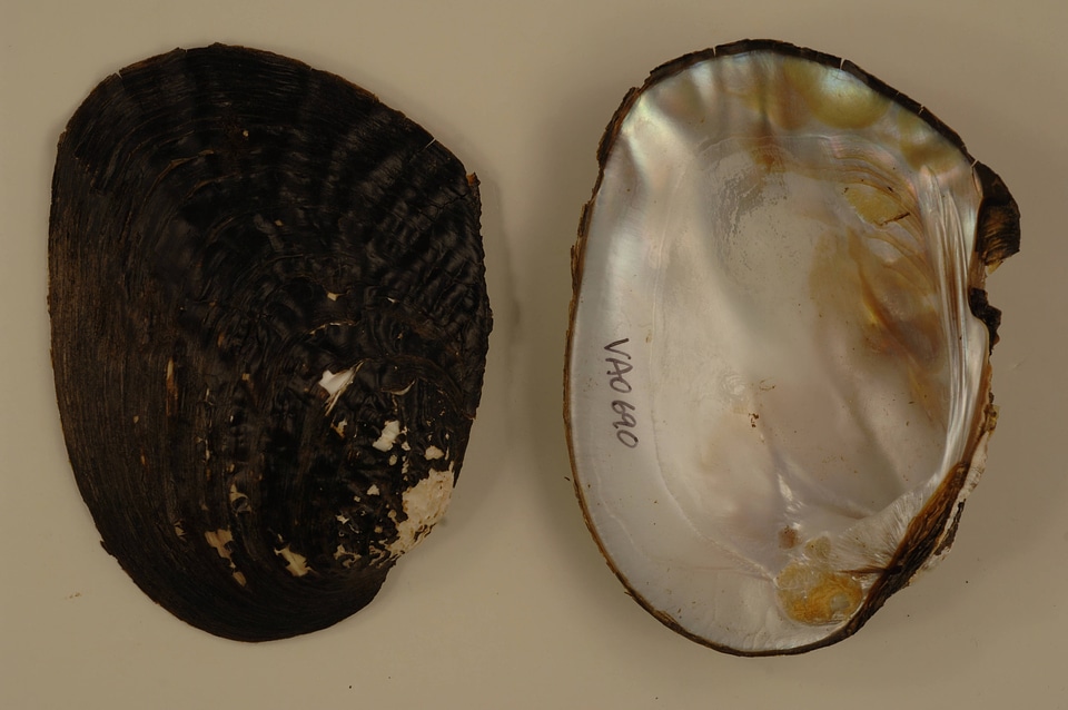 Megalonaias nervosa
