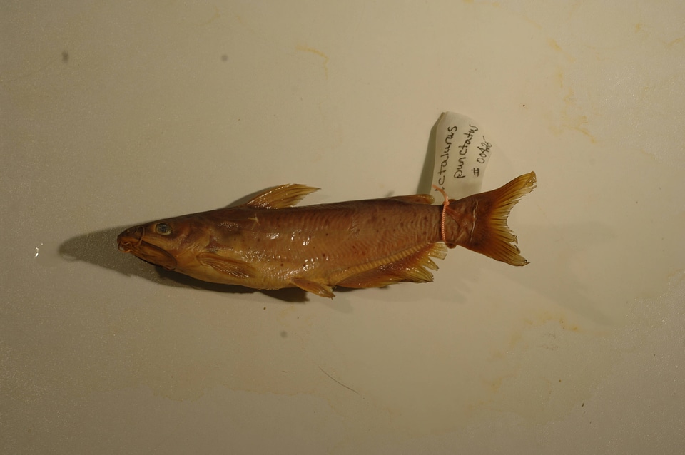 Ictalurus punctatus