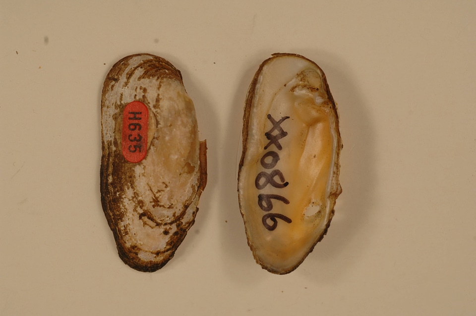 Medionidus conradicus