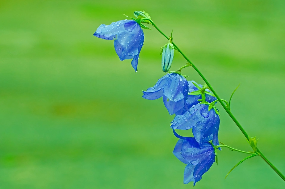 Nature macro background