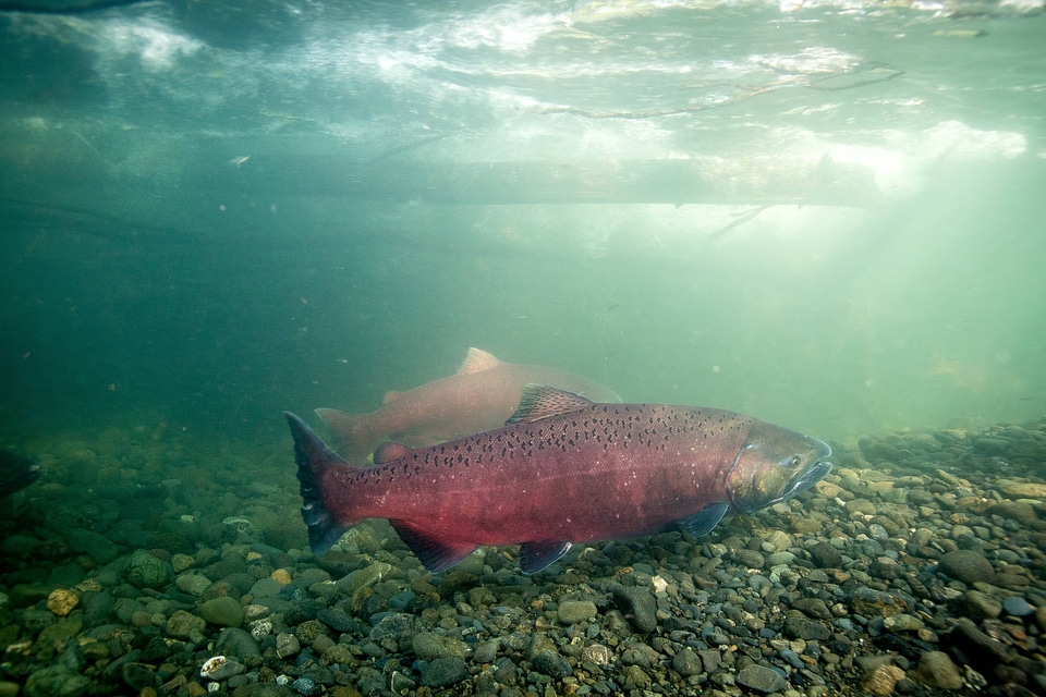 Chinook salmon migrating