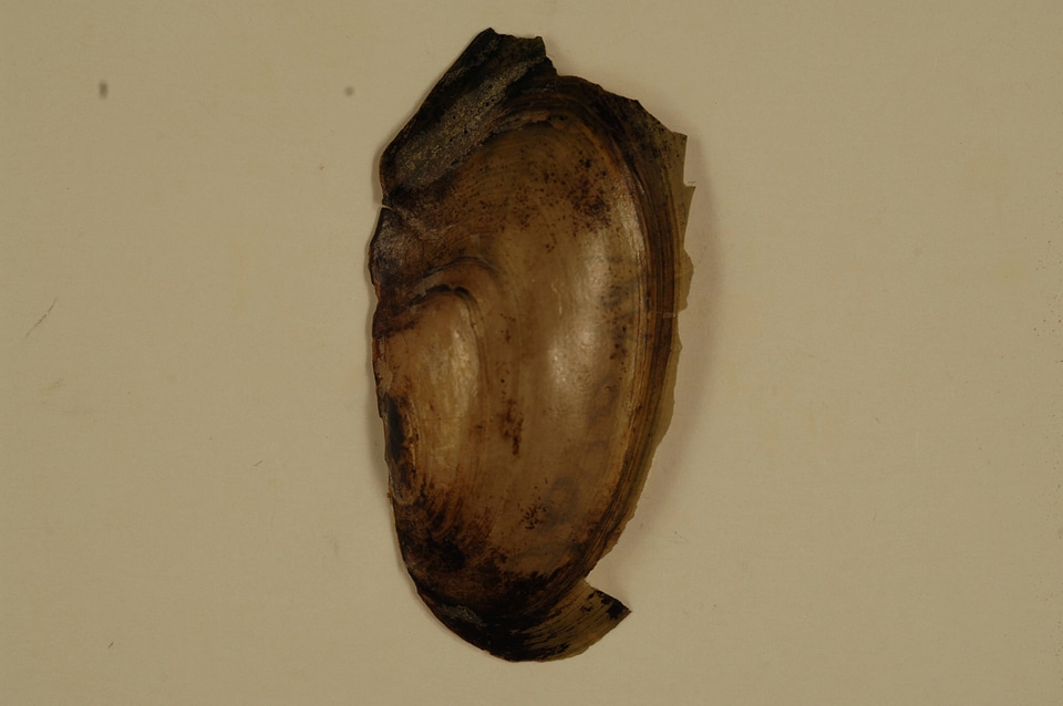 Utterbackia imbecillis (outside)