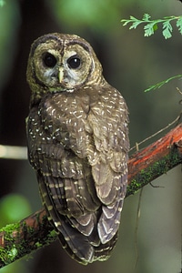 Northern spotted owl photo