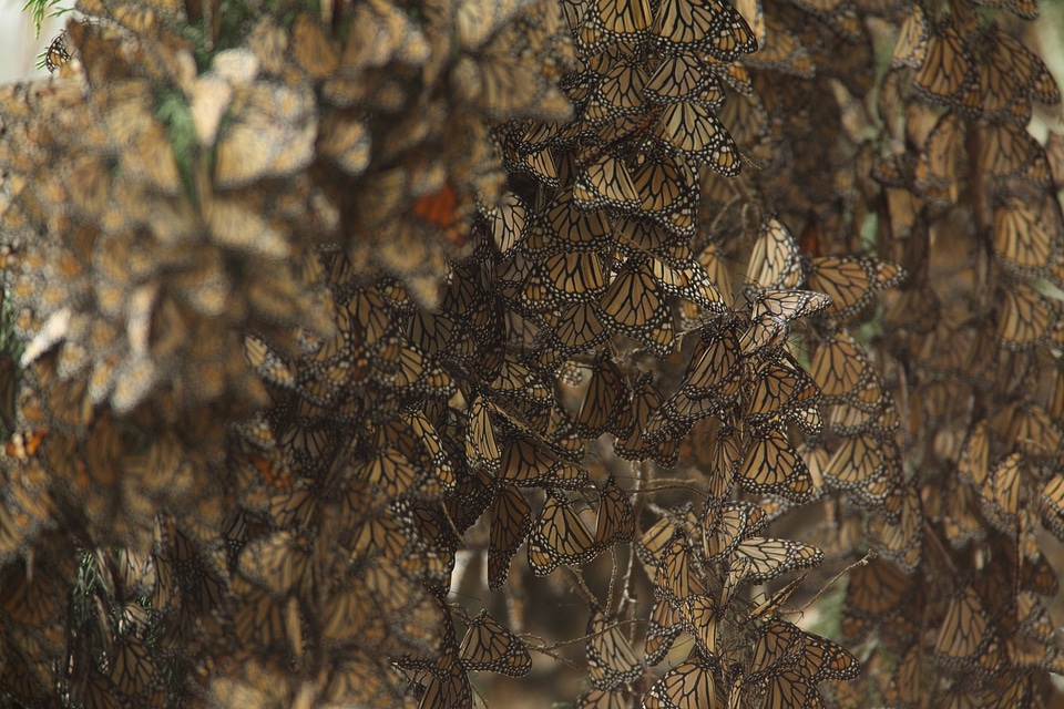 Monarch butterflies-1