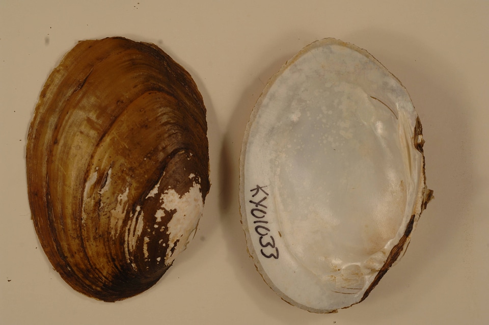 Ortmanniana ligamentina