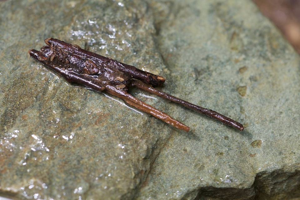 Aquatic invertebrate larvae in wood and leaf case 