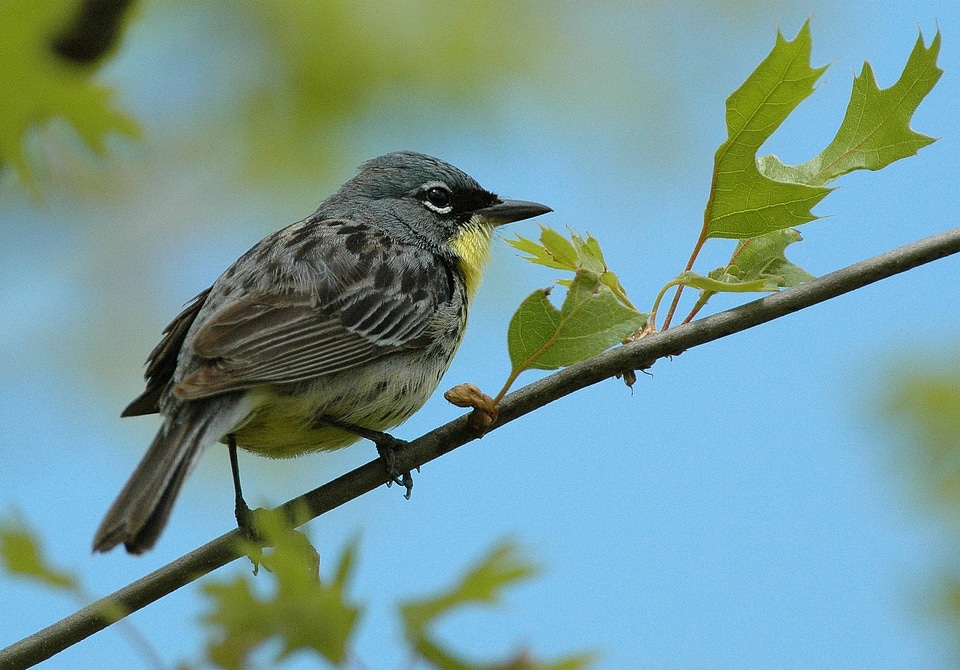 Kirtland's Warbler
