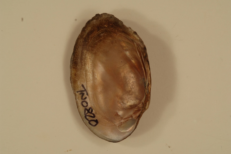Villosa trabalis (inside)