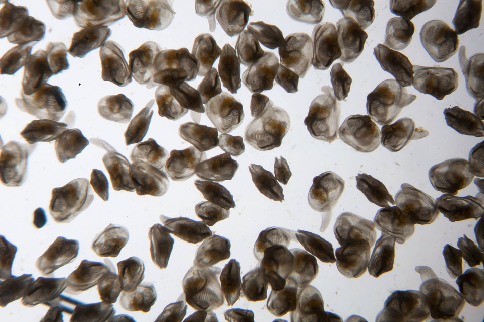Juvenile freshwater mussels