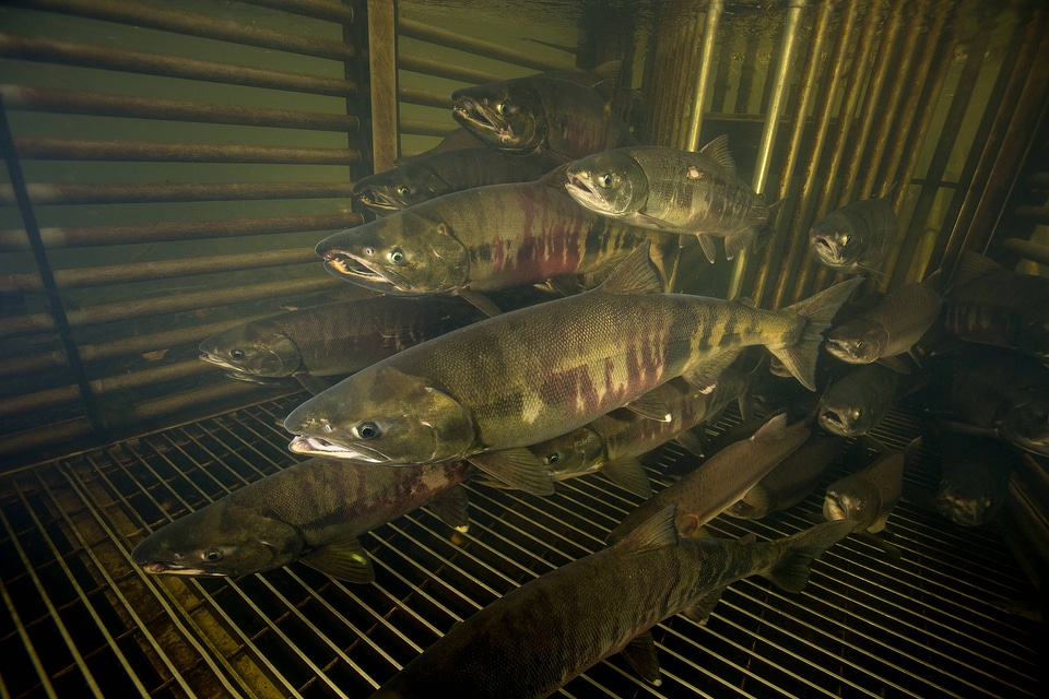 Salmon migrating through weir
