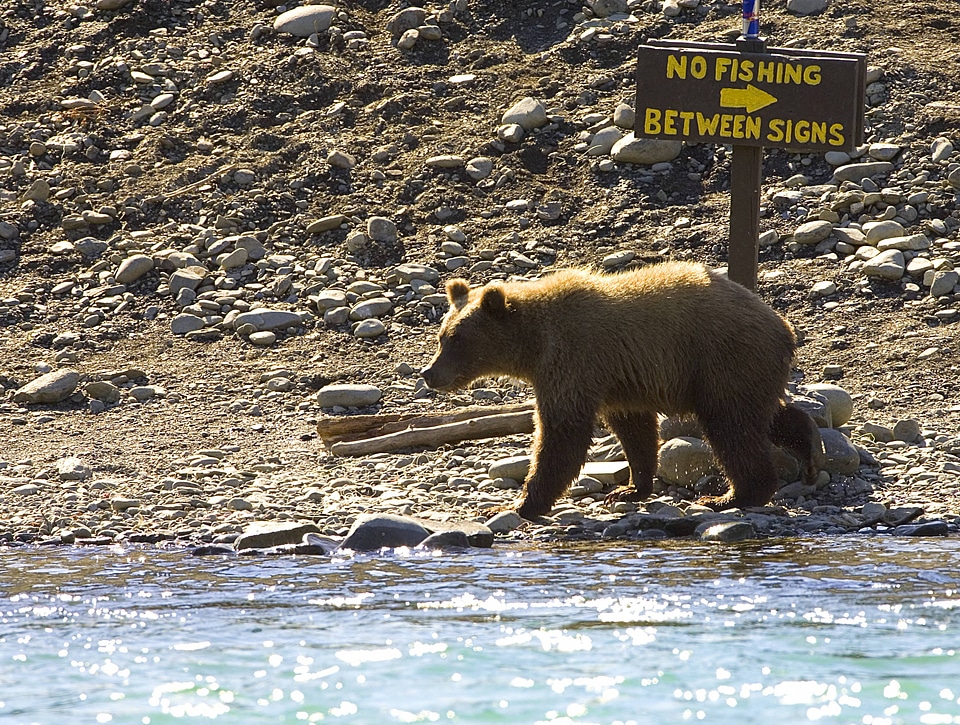 Bear at no fishing sign