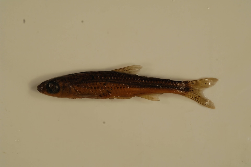 Notropis telescopus