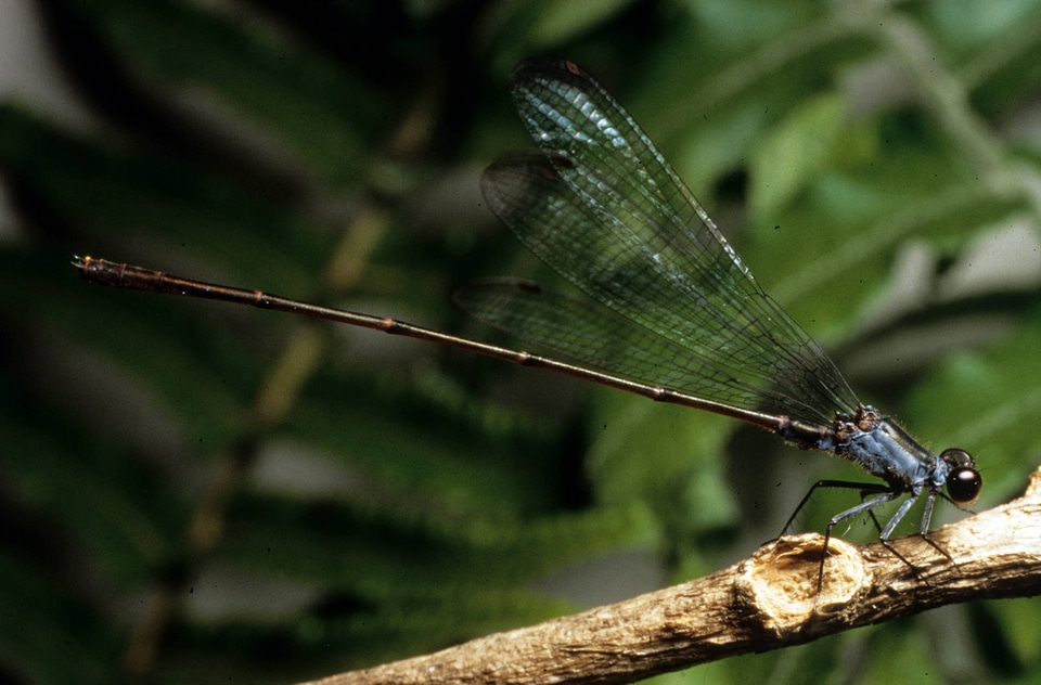 Flying Earwig Hawaiian Damselfly
