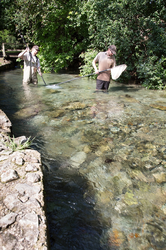 Biologists search for Fountain Darter-1
