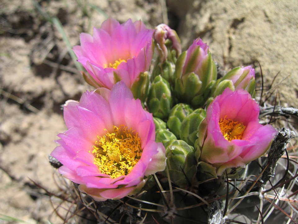 Colorado hookless Cactus