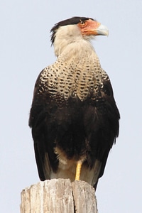 Crested caracara photo