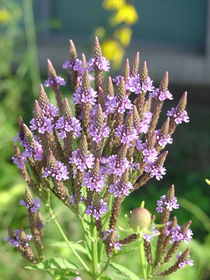 Flowering bluevervain at Neal Smith National Wildlife Refuge