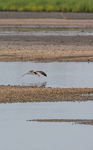 Black Skimmer feeding