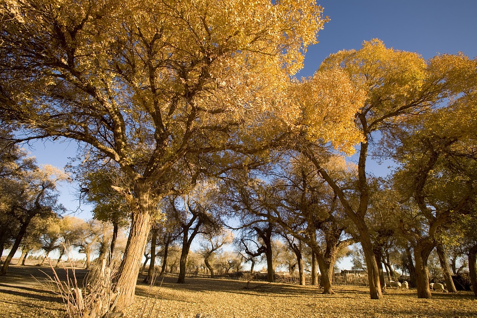 Late autumn poplar desert