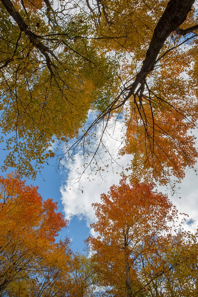 Fall leaves