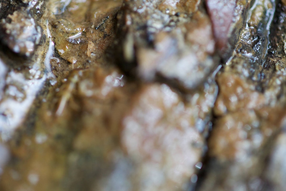 Aquatic invertebrate 