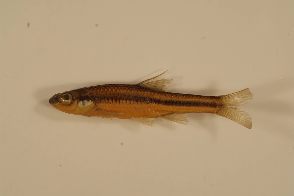 Notropis heterolepis