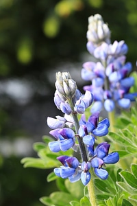 Wild lupine photo