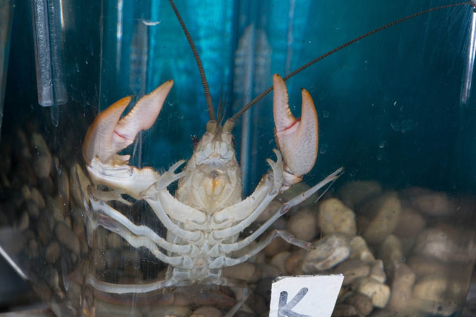 Crayfish in aquarium