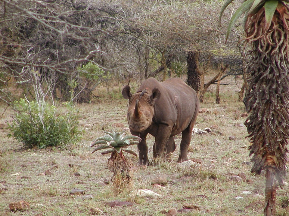 White rhino monitoring