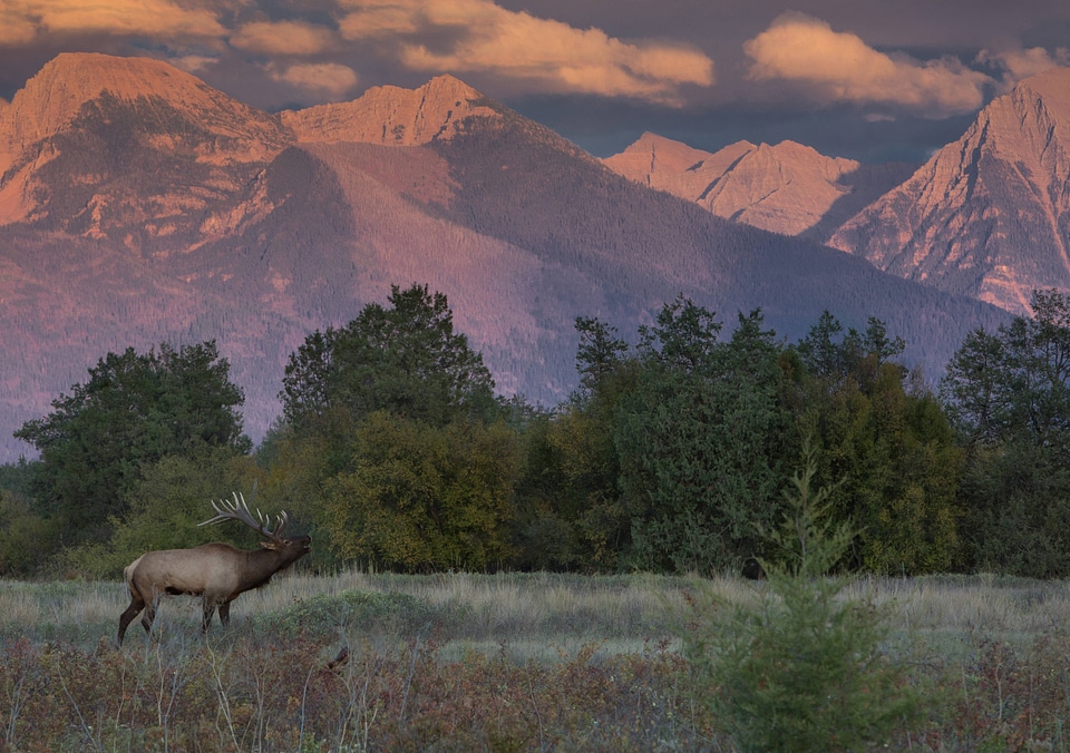 Cow Elk bugles with mountain backdrop