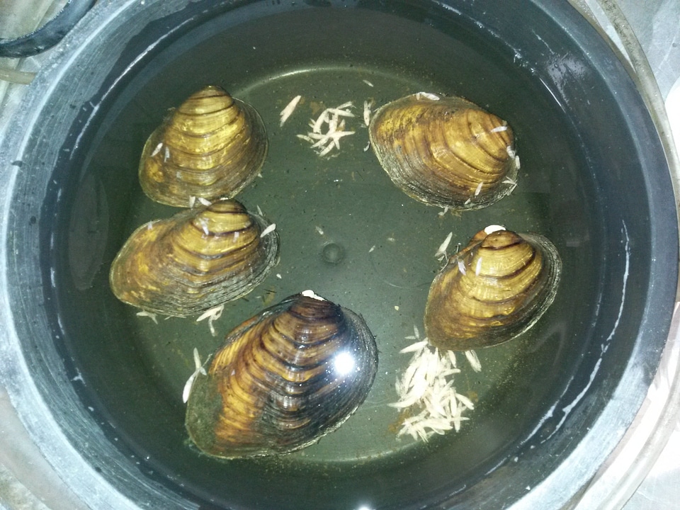 Conglutinates of the Sheepnose mussel