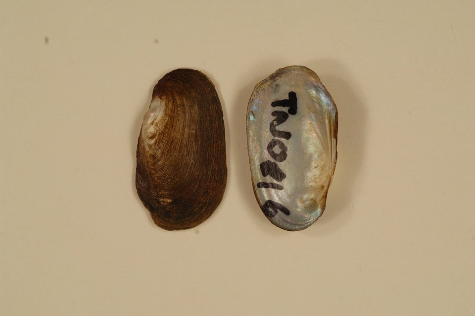 Toxolasma parvum