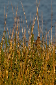 Seaside Sparrow in grasses