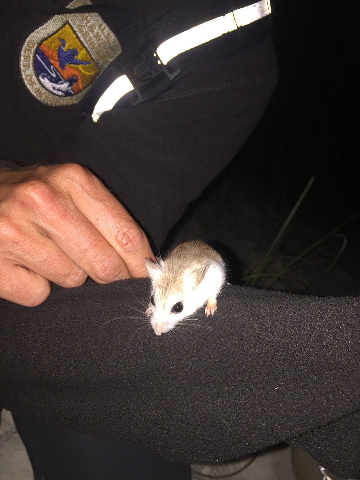 Perdido Key beach mouse