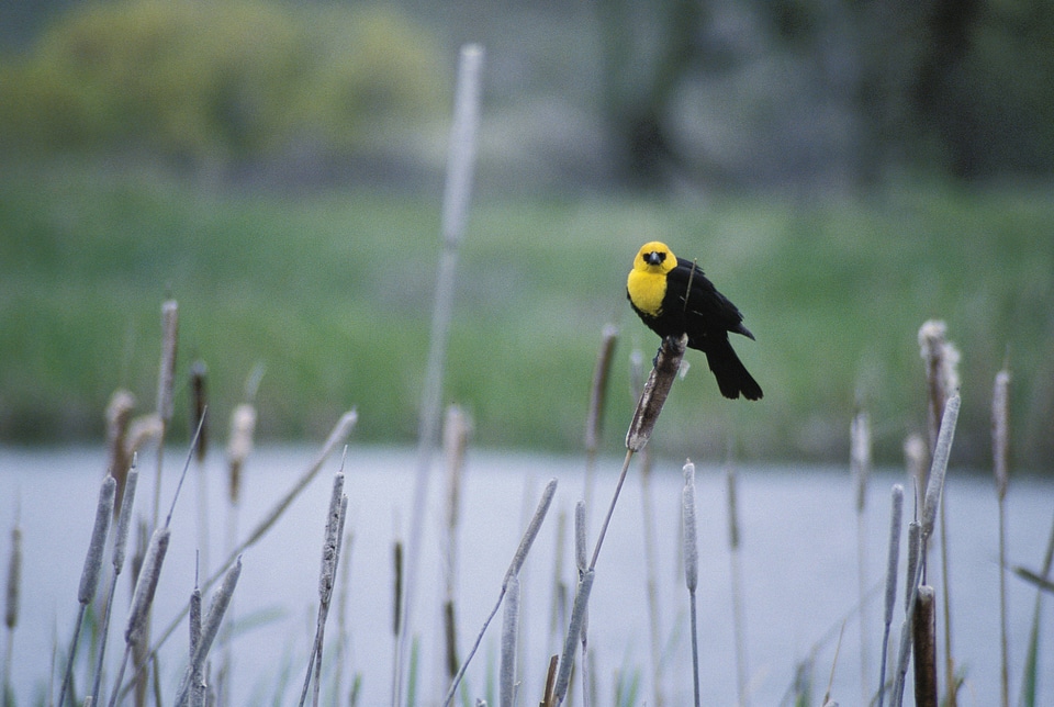 Yellow-headed Blackbird