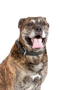 Dog dogs portrait