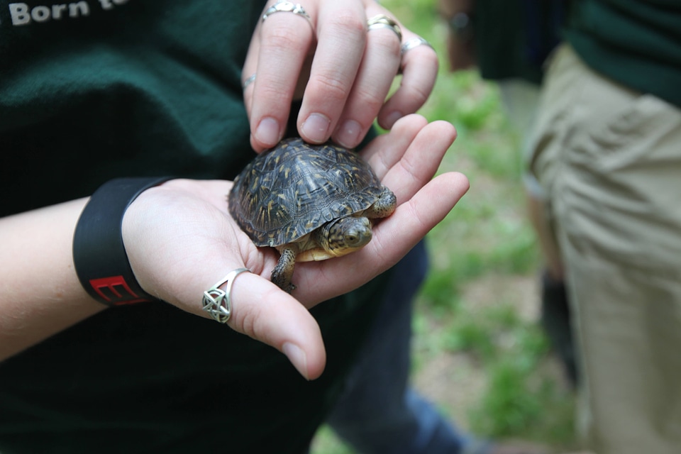 Blanding's turtle release
