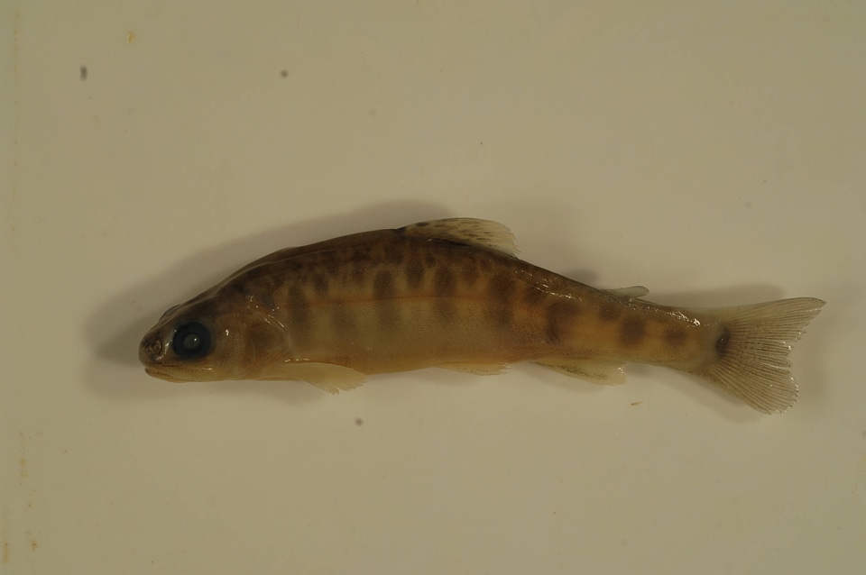 Salvelinus fontinalis