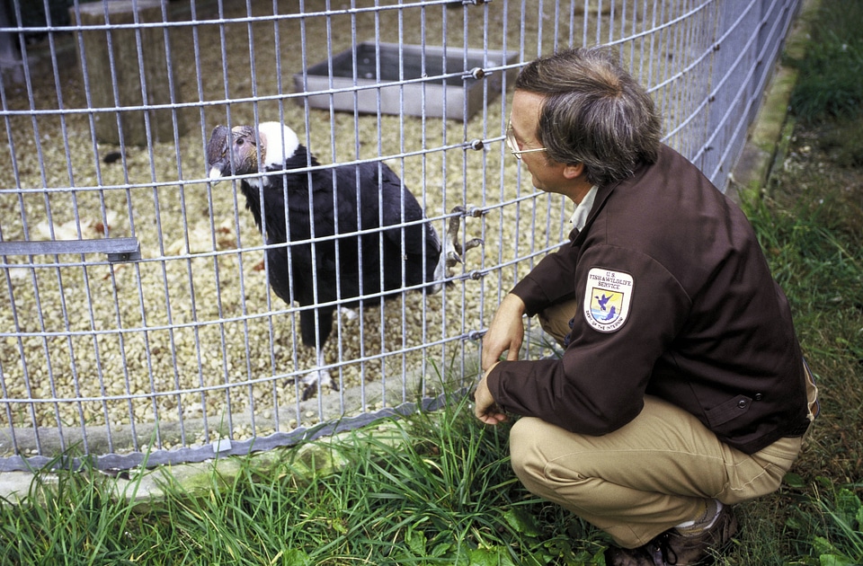 FWS Biologist with Condor