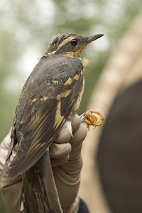 Varied thrush with band at Tetlin National Wildlife Refuge