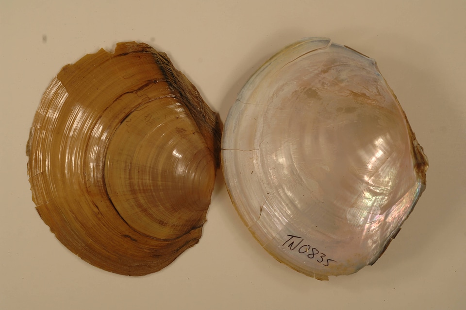 Utterbackia suborbiculata