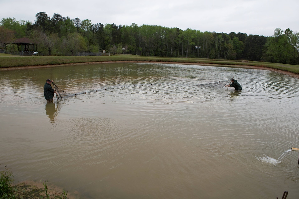Staff at Warm Springs Hatchery checking nets for channel catfish
