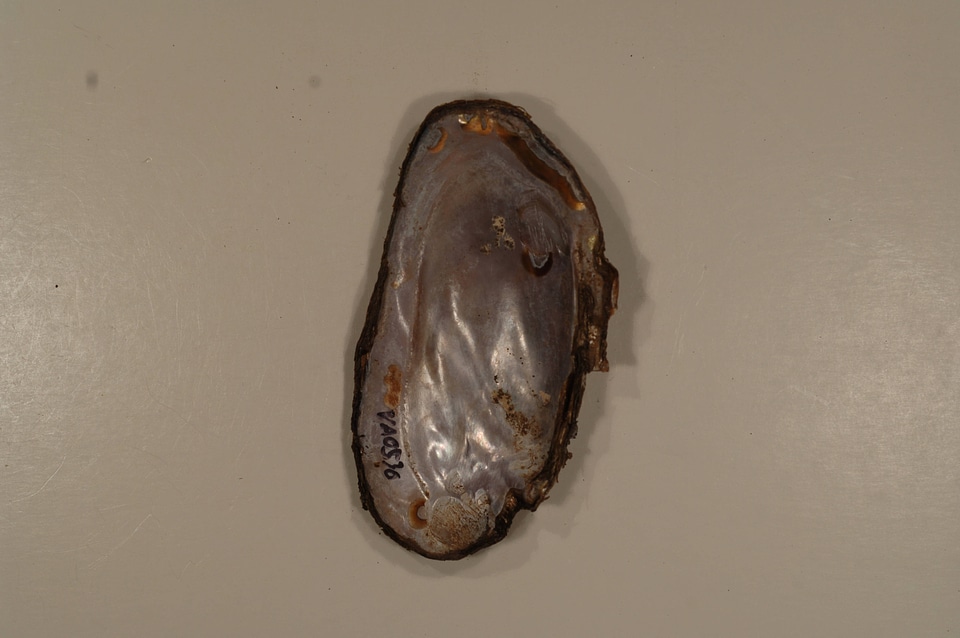Elliptio complanata (inside)