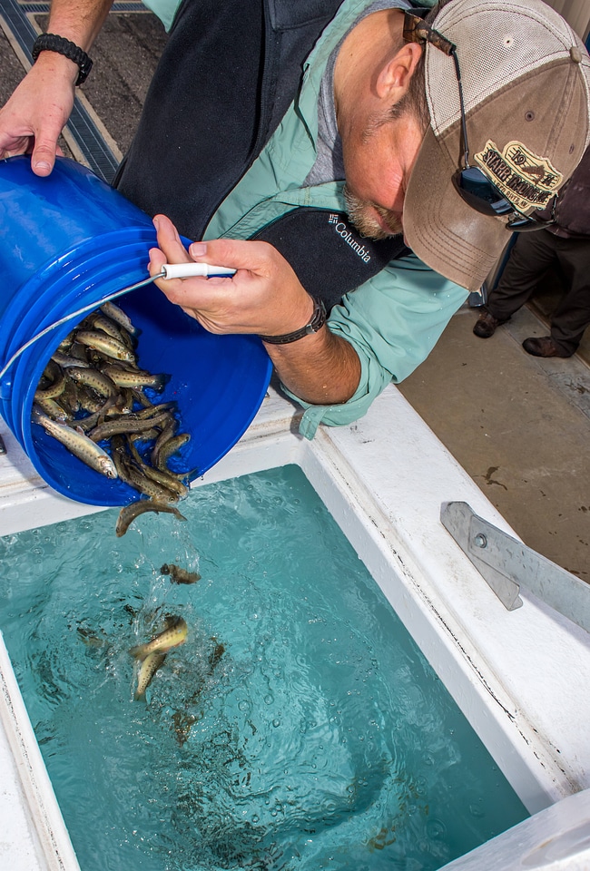 FWS personnel loading Gila Trout onto Fish transportation truck at Mora National Fish Hatchery